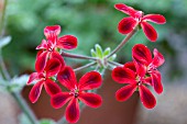 PELARGONIUM ARDENS