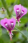 PELARGONIUM PAPILIONACEUM