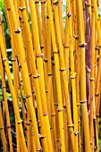 PHYLLOSTACHYS AUREOCAULIS