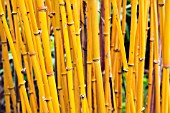 PHYLLOSTACHYS AUREOCAULIS