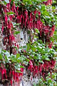 RIBES SPECIOSUM