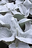 SENECIO CANDICANS ANGEL WINGS