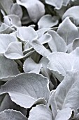 SENECIO CANDICANS ANGEL WINGS