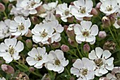 SILENE UNIFLORA SYN MARITIMA