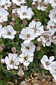 SILENE UNIFLORA SYN MARITIMA