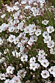 SILENE UNIFLORA SYN MARITIMA