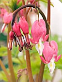 DICENTRA SPECTABILE