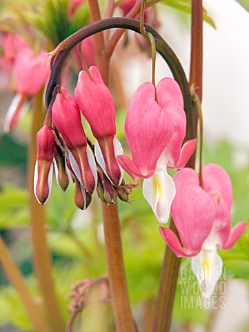 DICENTRA_SPECTABILE