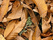 SWEET CHESTNUT LEAVES (CASTANEA SATIVA)