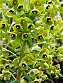 EUPHORBIA CHARACIAS,  SPURGE