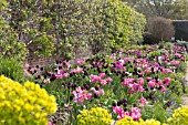 TULIPA QUEEN OF THE NIGHT, PURPLE DREAM & SHIRLEY