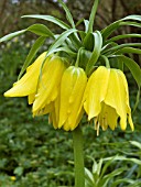 FRITILLARIA IMPERIALLIS FLAVA,  CROWN IMPERIAL