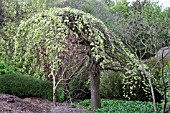 ULMUS GLABRA PENDULA