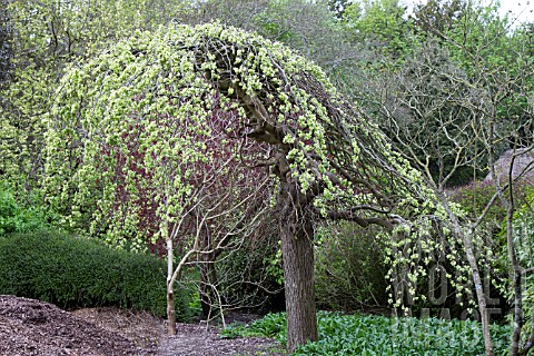 ULMUS_GLABRA_PENDULA