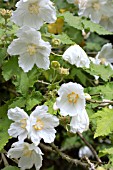 ABUTILON VITIFOLIUM ALBUM