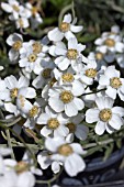 ACHILLEA AGERATIFOLIA