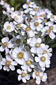 ACHILLEA AGERATIFOLIA