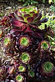 AEONIUM ARBORIUM