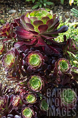 AEONIUM_ARBORIUM