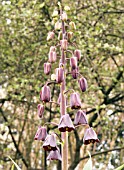 FRITILLARIA PERSICA