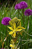 ASPHODELINE LUTEA