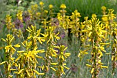 ASPHODELINE LUTEA