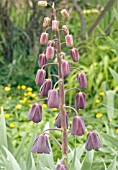 FRITILLARIA PERSICA