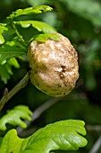 BIORHIZA PALLIDA -  OAK APPLE GALL WASP