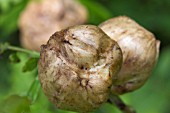 BIORHIZA PALLIDA -  OAK APPLE GALL WASP