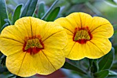 CALIBRACHOA CAN CAN SUNRISE