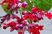 CLERODENDRUM X SPECIOSUM