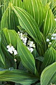 CONVALLARIA MAJALIS VARIEGATA