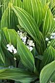 CONVALLARIA MAJALIS VARIEGATA