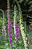 DIGITALIS PURPUREUS & ALBUS