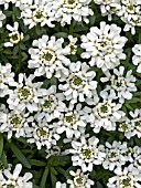 IBERIA SEMPERVIRENS,  CANDYTUFT