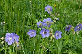 GERANIUM PRATENSE