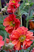 GEUM SCARLET TEMPEST