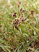 LUZULA CAMPESTRIS,  GOOD FRIDAY GRASS