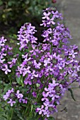 HESPERIS MATRONALIS