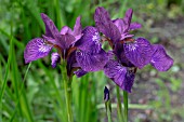 IRIS SIBERICA TEAL VELVET