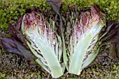 LACTUCA SATIVA INTRED - SHOWING INTERNAL FLOWER STEM