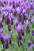 LAVANDULA STOECHAS PAPPILLON