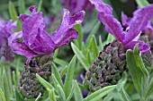 LAVANDULA STOECHAS ST ANOUK