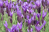 LAVANDULA STOECHAS VICTORY