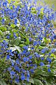 OMPHALODES CAPPADOCICA CHERRY INGRAM