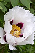 PAEONIA SUFFRUTICOSA