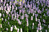 PERSICARIA BISTORTA