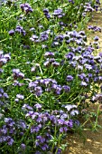 PHACELIA TANACETIFOLIA