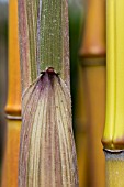 PHYLLOSTACHYS AUREOCAULIS