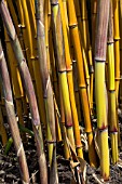 PHYLLOSTACHYS AUREOCAULIS